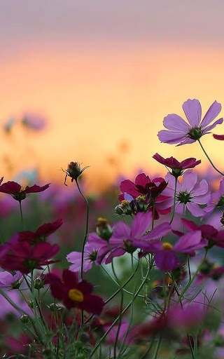 Flowers Live Wallpaper screenshot 1