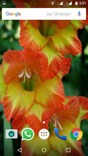 Gladiolus Flower HD Wallpaper screenshot 3