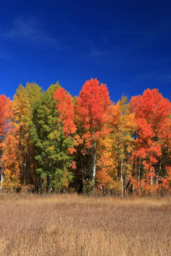 Autumn Wallpaper HD : backgrounds & themes screenshot 4