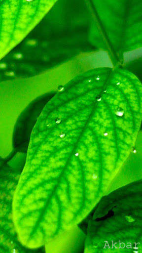 Green Wallpaper 4K, Green Shades background screenshot 9