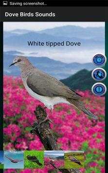Dove Birds Sounds screenshot 6