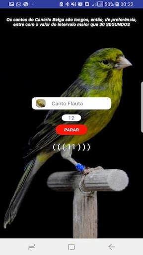 Canário Belga Fibra screenshot 4