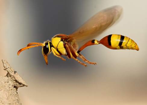 Wallpaper Insect Hornet screenshot 3