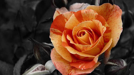 Rose Wallpaper HD & 4k Backgrounds screenshot 19