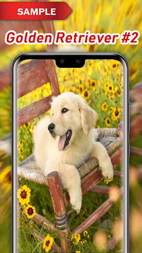 Golden Retriever Wallpaper screenshot 3
