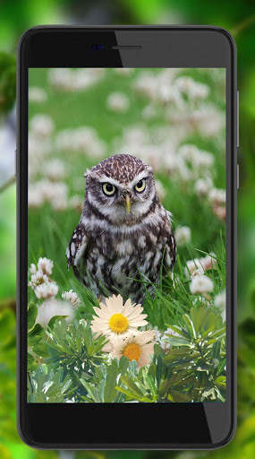 Owls Amazing Live Wallpaper screenshot 3