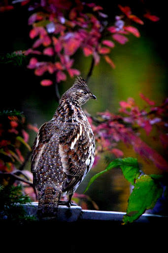 Bird Wallpaper screenshot 2