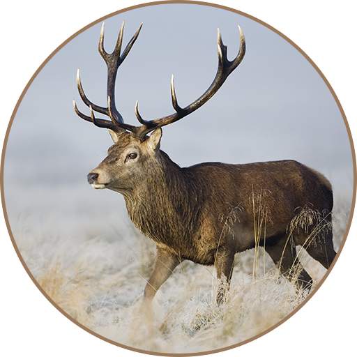 Deer Sounds 2.1