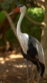 Birds live wallpaper स्क्रीनशॉट 5