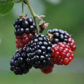 Mulberry For Health icon