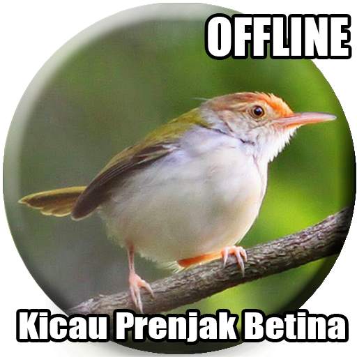 Suara Burung Prenjak Betina Pikat 4.3