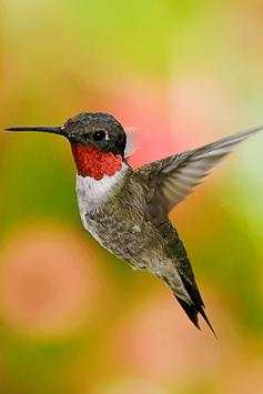Birds HD Wallpapers स्क्रीनशॉट 1