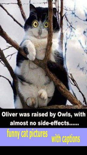 funny cat pictures with captions screenshot 2