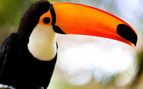 Toucan Bird Live Wallpaper screenshot 1