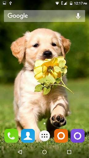 Golden Retriever Dog Wallpaper screenshot 2