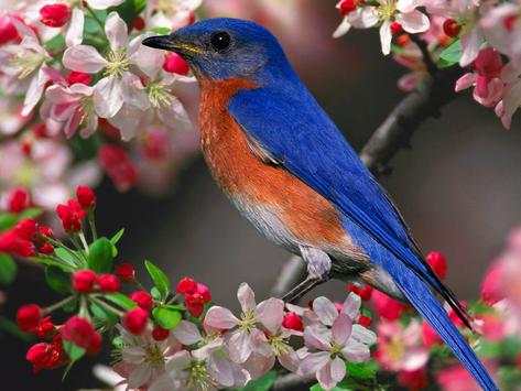 Bird HD Live Wallpaper screenshot 4