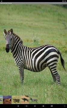 Wild Animals Sounds screenshot 14