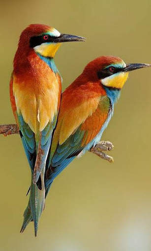 Birds Wallpapers स्क्रीनशॉट 3