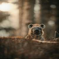 hyena sounds