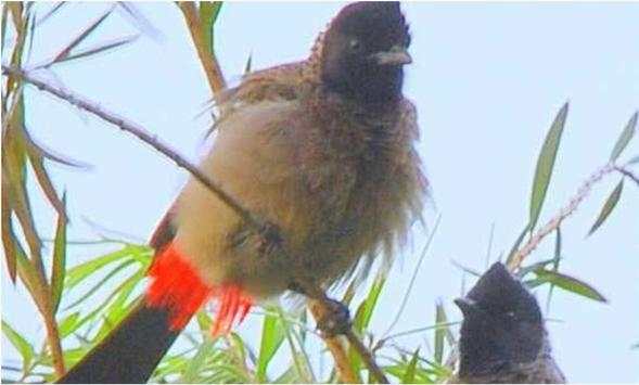 Bulbul Wallpapers screenshot 13