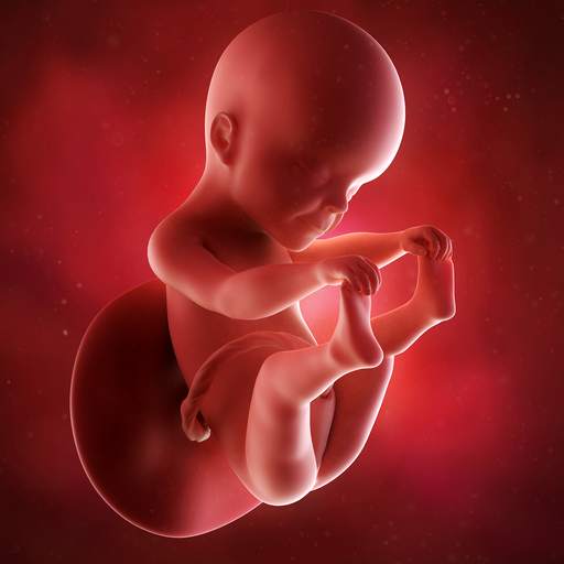 Pregnancy week by week. Children. Period tracker 4.22