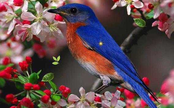 Birds Spring live wallpaper screenshot 4