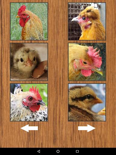 Funny Chicken Rooster Sounds screenshot 9