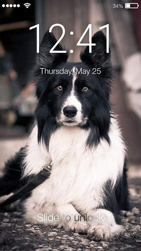 Collie Border Nice Dog Screen Lock screenshot 1