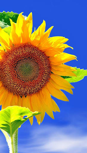 Sunflower Wallpaper HD screenshot 6