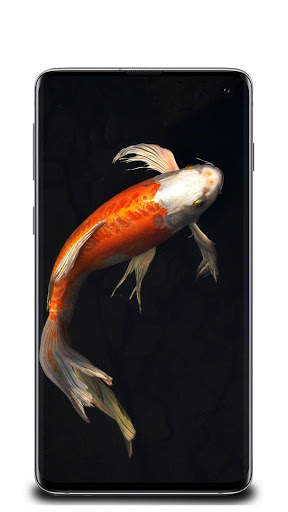 Fish Wallpaper screenshot 2