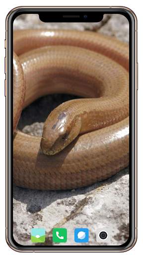 Snake Wallpaper screenshot 3