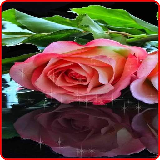 Rose Live Wallpaper 6.0(Free)