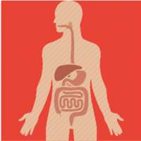 Basic of Digestive System on 9Apps