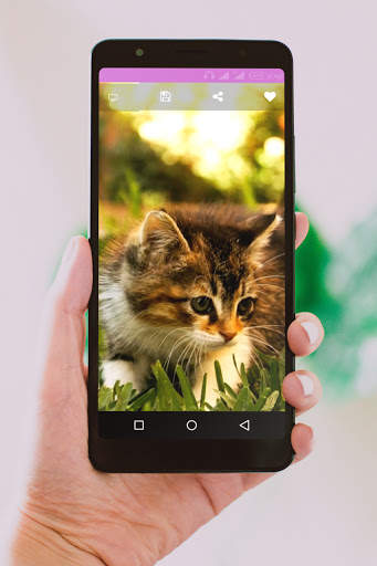 Cute Cats Wallpaper screenshot 3