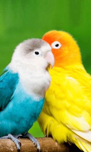 Birds Wallpapers New screenshot 6