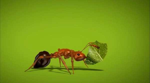 Ant Live Wallpaper screenshot 5