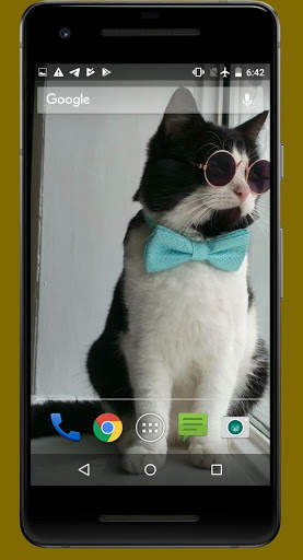 Cute Cat Video Wallpapers screenshot 1