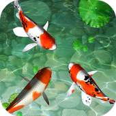 Water Koi Fish Pool LWP 1.01