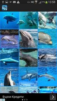 Dolphins Wallpaper screenshot 2