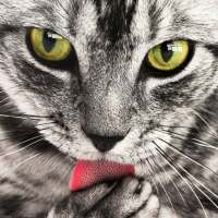 WkWallpaprer - Cat HD Wallpapers
