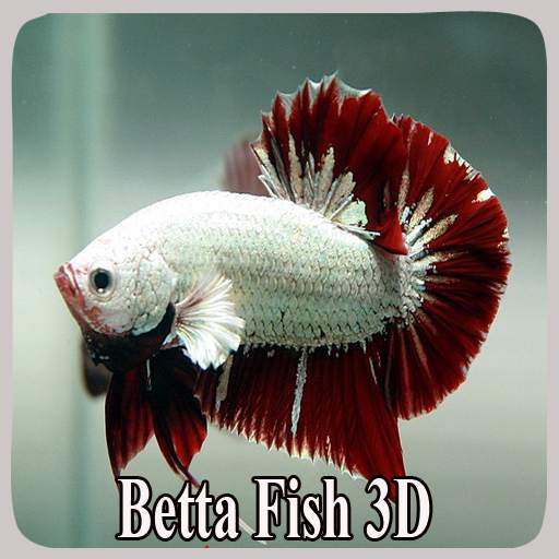 Betta Fish 3D screenshot 9