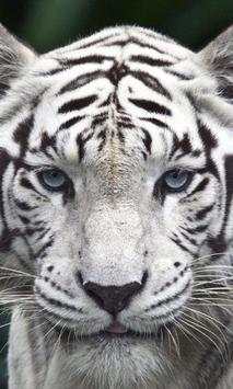 White tiger wallpapers screenshot 1