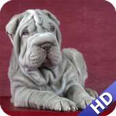 Shar Pei Wallpaper icon