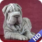Shar Pei Wallpaper 1.1