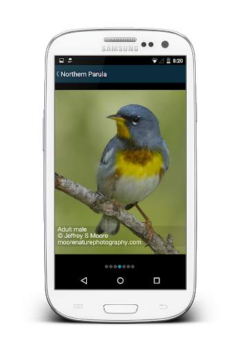 Biggest Week in Am. Birding screenshot 4