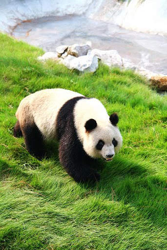 Panda Wallpaper - Cute Panda Wallpapers 🐼 screenshot 4