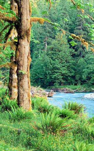 HD Forest Live Wallpaper screenshot 7