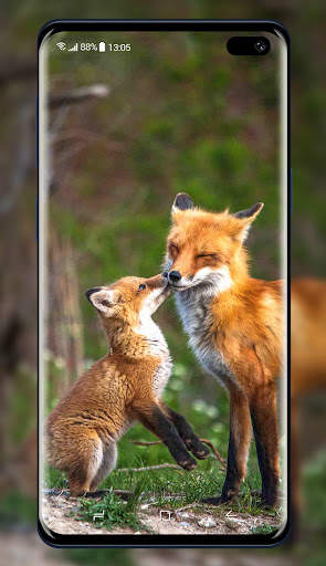 Fox Wallpaper screenshot 2