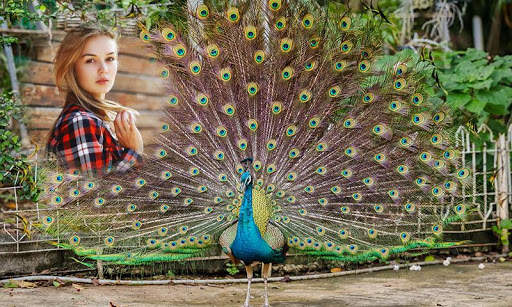 Peacock Photo Frames 2 تصوير الشاشة