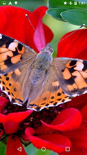 Butterflies Puzzle   Wallpaper screenshot 3